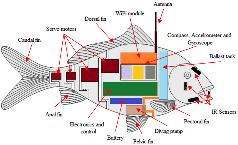 Pesci robot, una struttura semplice ma anche molto complessa