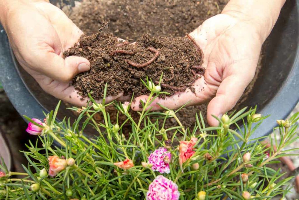 Compostaggio molto utile anche per favorire la crescita di esseri viventi