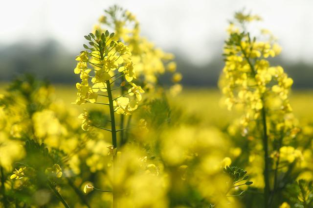 Vantaggi e svantaggi per i biocarburanti da tenere presente anche in ottima di autosufficienza energetica