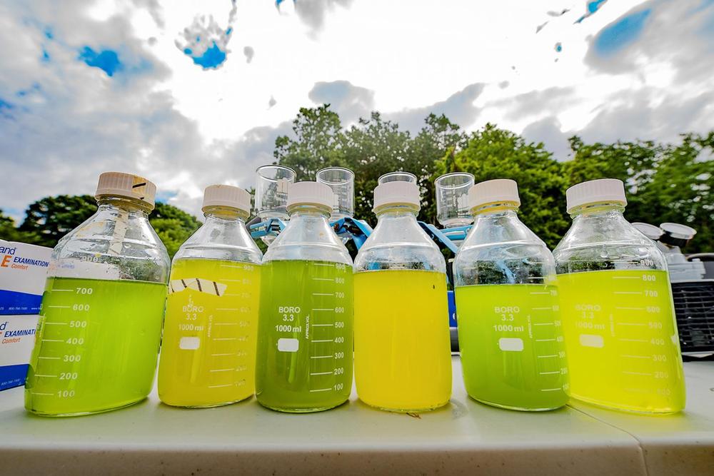 Biofuel dalle alghe una grande frontiera