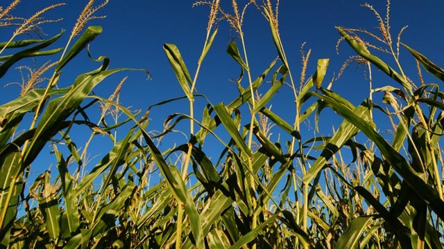 Biocarburanti e cambiamento climatico un rapporto da conoscere meglio, perché il biocombustibile sia davvero sostenibile