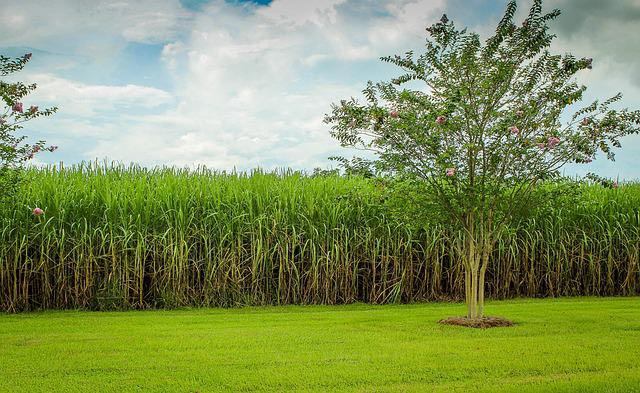 Canna da zucchero ottima sorgente per fare biocombustibile