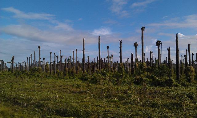 Vantaggi e svantaggi dei biocarburanti, nel caso della deforestazione gravi rischi per il pianeta