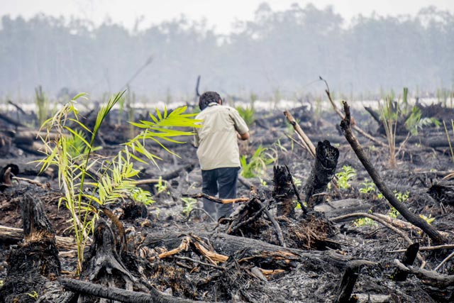 Biocarburanti e sfruttamento intensivo, quando il biocombustibile non è sempre etico