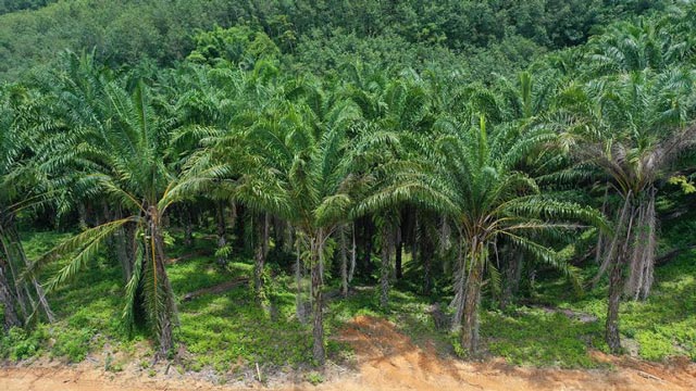 Quando i biocarburanti sono un pericolo per il pianeta