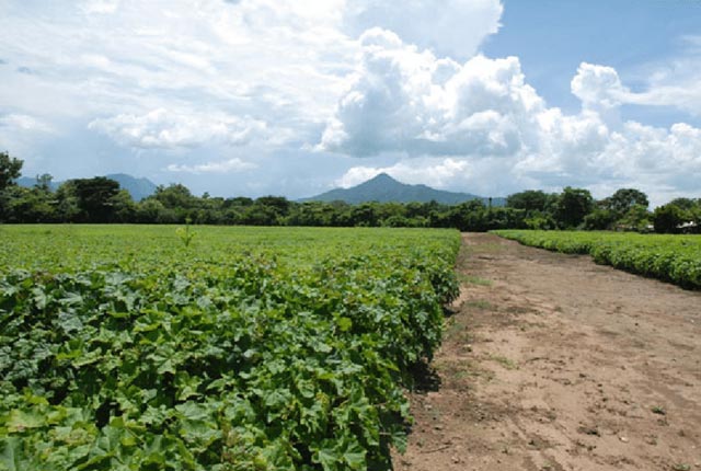 Biocarburanti da nuove fonti come la Jatropha curcas, vantaggi e svantaggi