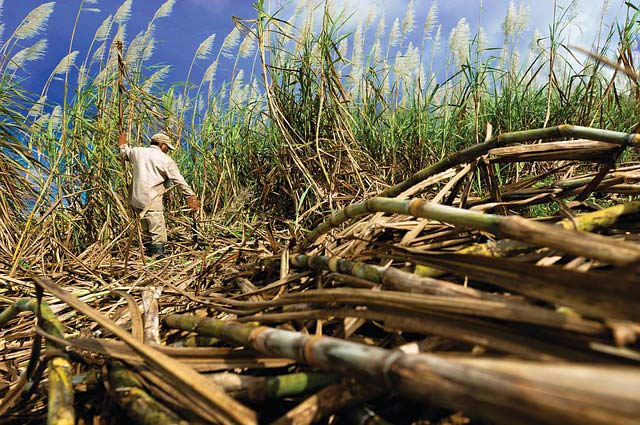 Ci sono vantaggi e svantaggi per i biocarburanti anche nella produzione di etabolo