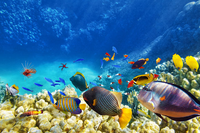 Alcuni simpatici abitanti delle barriere coralline a Bora Bora - immagine Eatlivetraveldrink