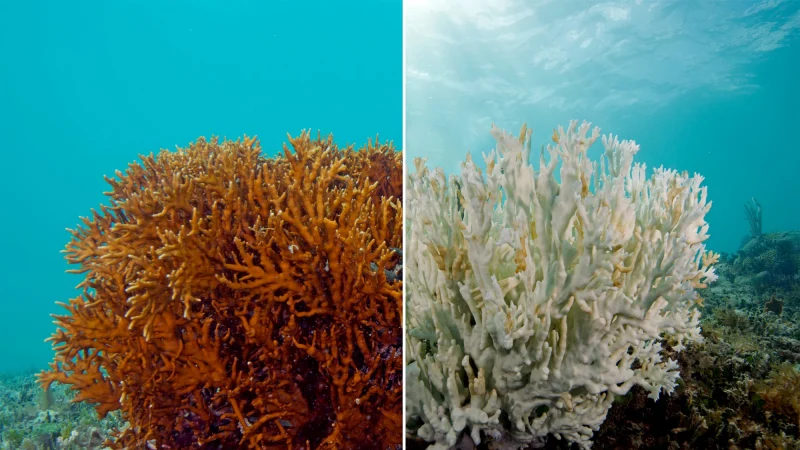 Un doppio effetto di danno per le barriere coralline inclusa la grande barriera corallina australiana 