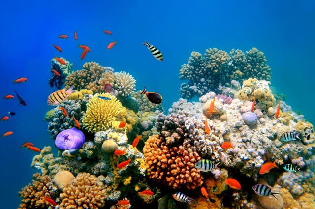 Fondamentale seguire le 10 regole d'oro per salvare le barriere coralline - immagine Travel Earth
