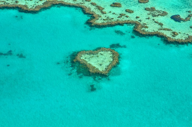 Le barriere coralline, come la grande barriera corallina australiana, sono santuari di biodiversità