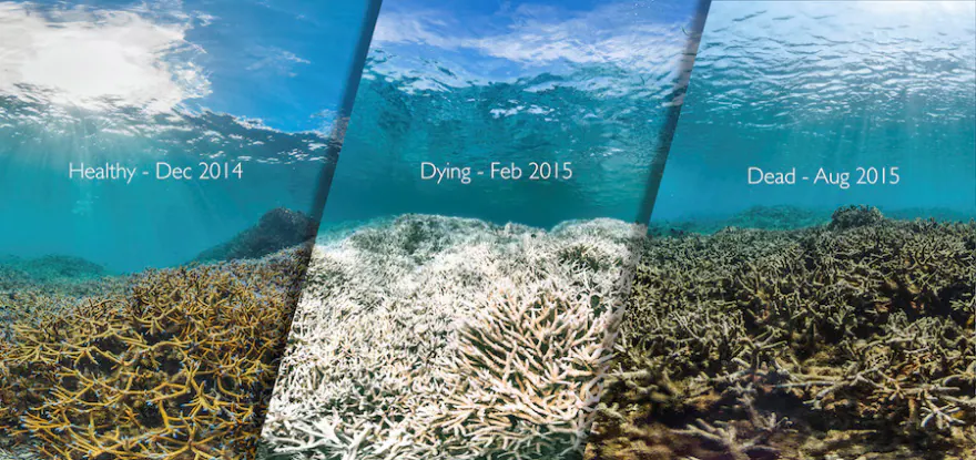 Quando il cambiamento climatico affligge le barriere coralline inclusa la grande barriera corallina australiana