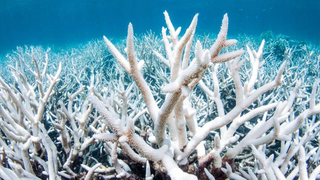 Lo sbiancamento è un feneomeno che interessa molte barriere coralline inclusa la grande barriera corallina australiana