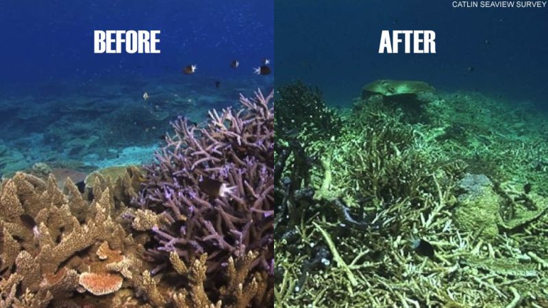 La grande barriera corallina australiana ha bisogno di aiuto - immagine CNN