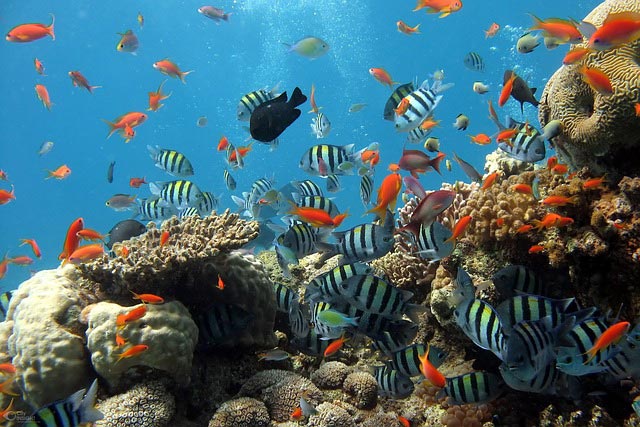 Le barriere coralline come santuari di biodiversità