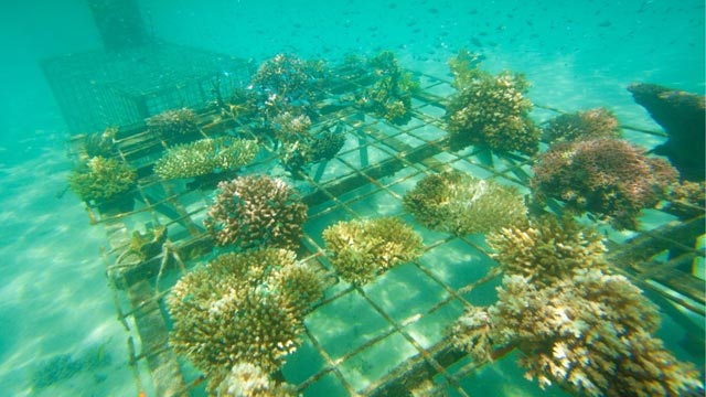 Reti metalliche per una nuova barriera corallina - immagine Reef Cause