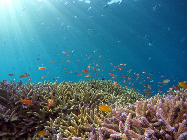 Salvare le barriere coralline è salvare il pianeta - immagine The World Economic Forum