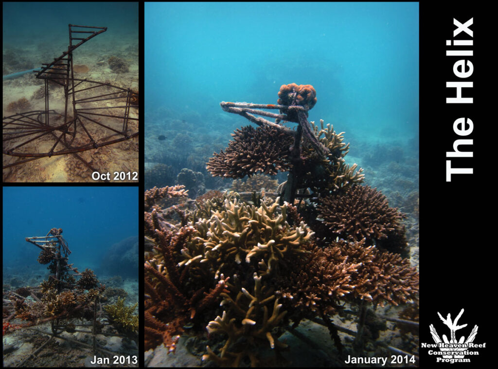 The Helix 2014, ovvero l'elica per fare crescere nuove barriere coralline a Chalok - immagine New Heaven Reef Conservation