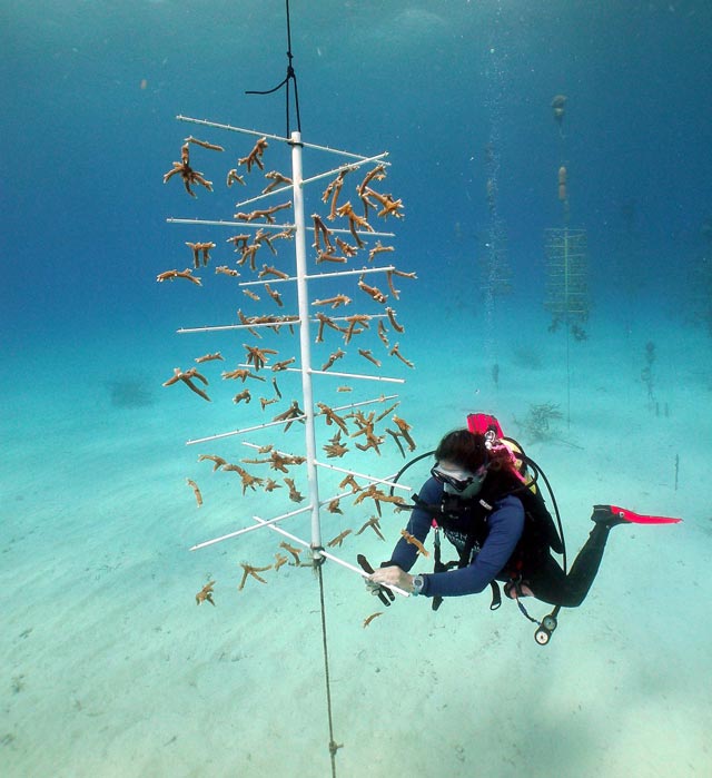 La grande barriera corallina australiana può essere salvata anche con il coral gardening