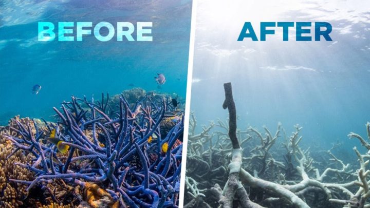 Le trasformazioni climatiche ed i loro effetti sui coralli delle barriere coralline inclusa la grande barriera corallina australiana