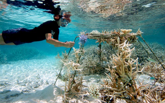 Barriera corallina australiana e non solo: ecco le applicazioni per il coral gardening 