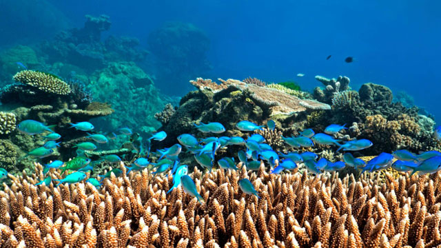 Un particolare della grande barriera corallina australiana - immagine Check Yeti