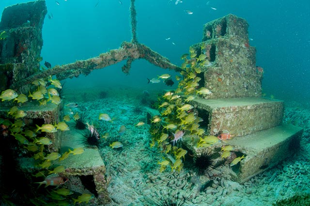 Una barriera corallina artificiale in formazione - immagine Reefs dot com