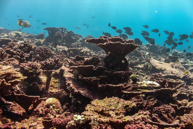 Una barriera corallina non più vitale - immagine Christian Science Monitor