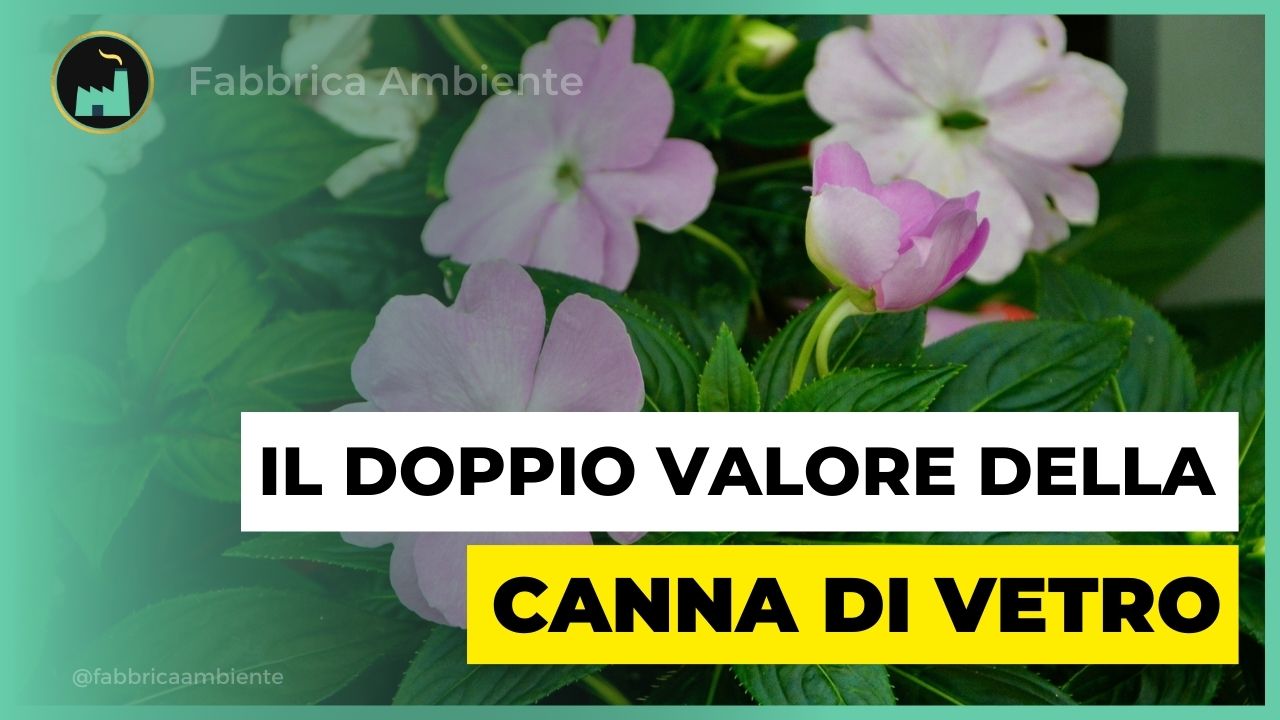 Canna di vetro ed il suo doppio valore ambientale