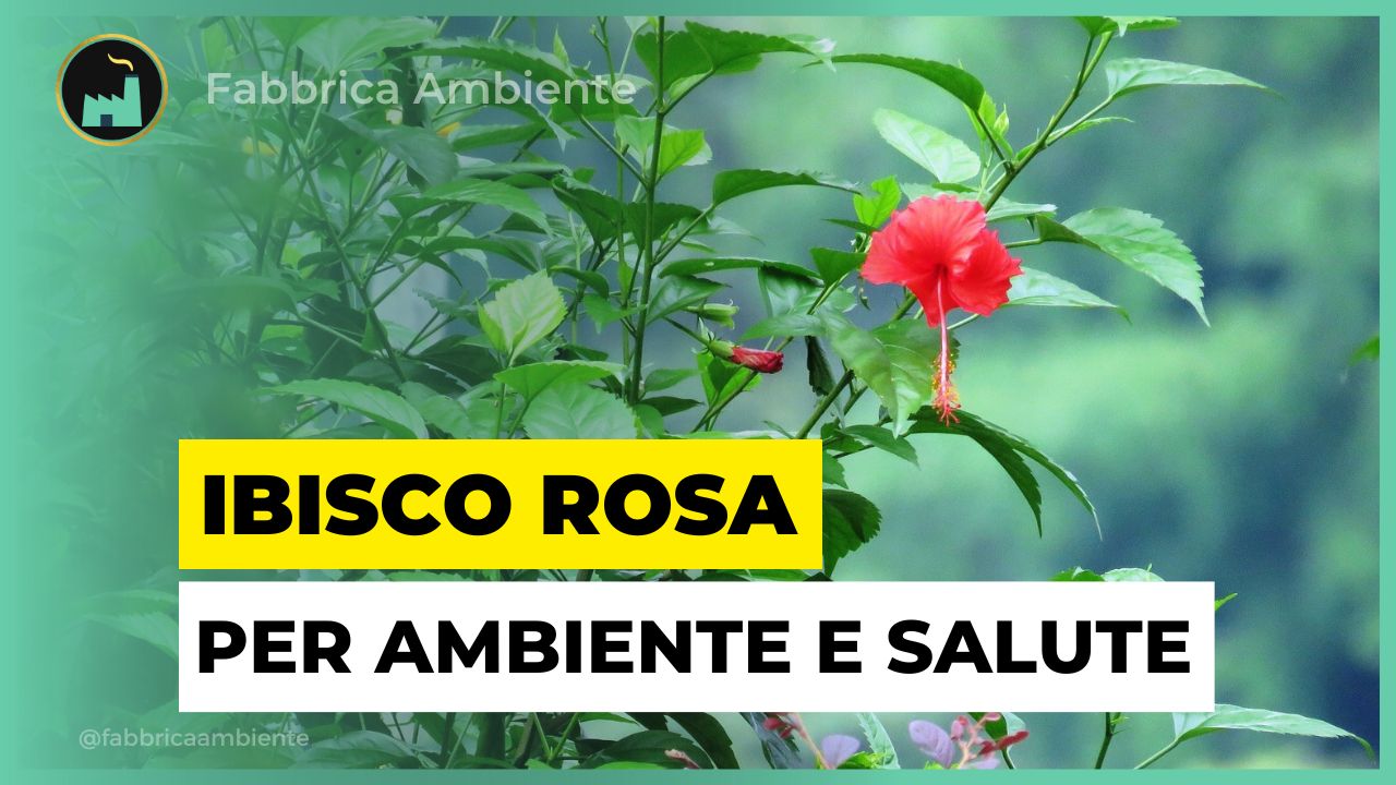 Ibisco rosa un valido aiuto per ambiente e salute pubblica