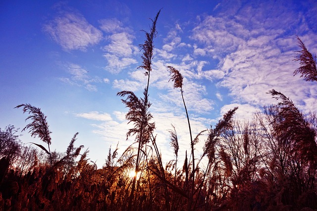 La Phragmites australis - immagine MabelAmber @Pixabay