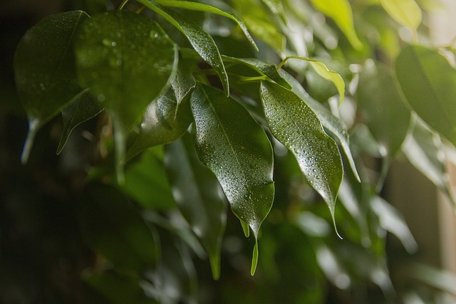 Le foglie di fico possono essere molto utili per l'ambiente