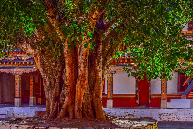 Un albero di Ficus benghalensis