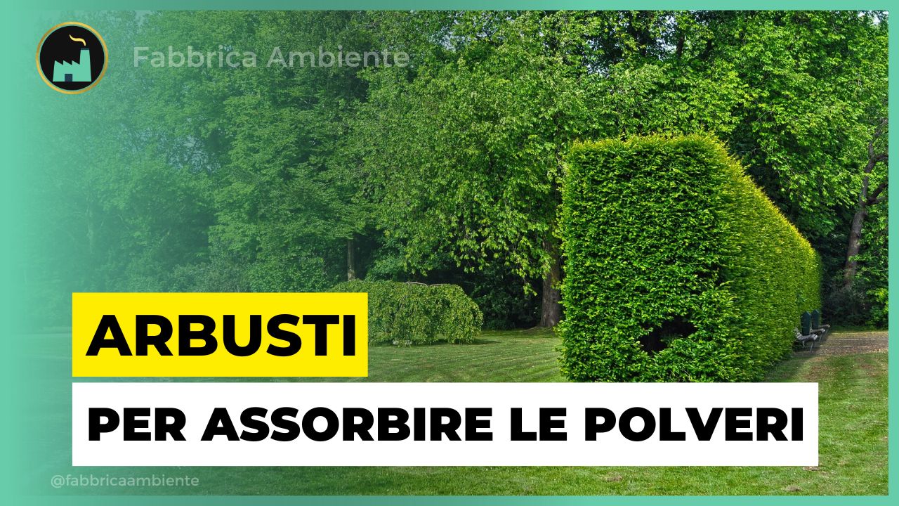 Arbusti ornamentali per abbattere le polveri urbane