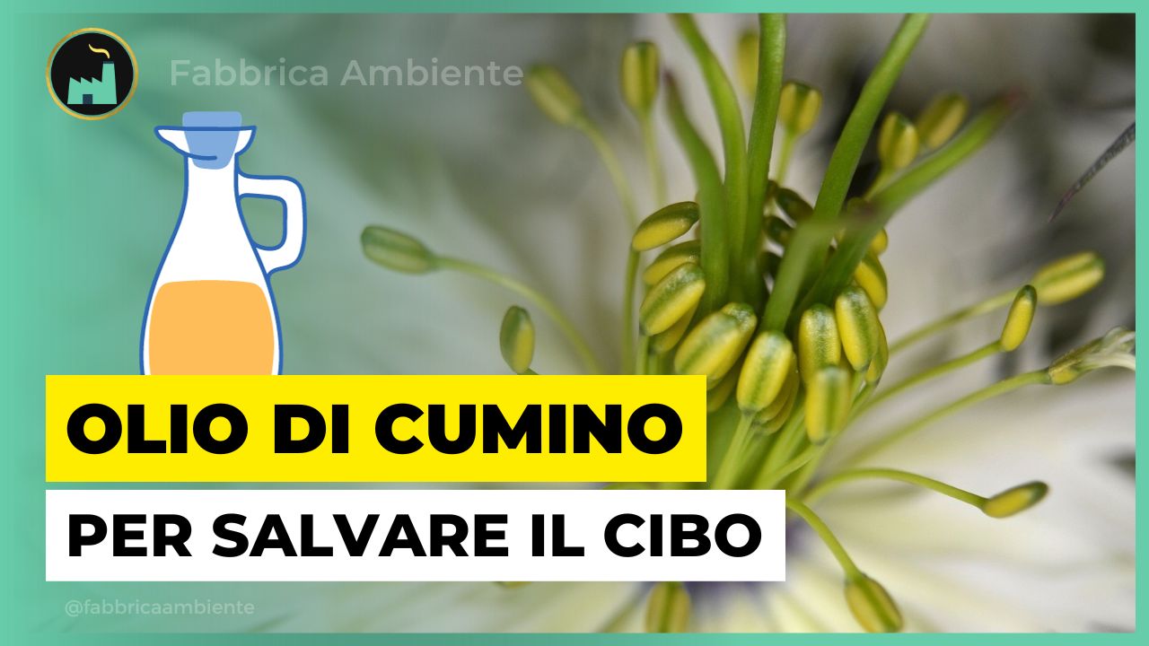 Olio di cumino per salvare il cibo