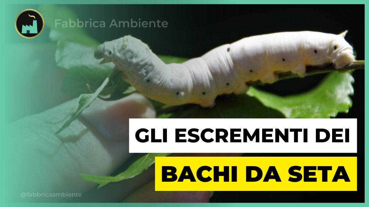 Bachi da seta alla riscossa contro l'inquinamento