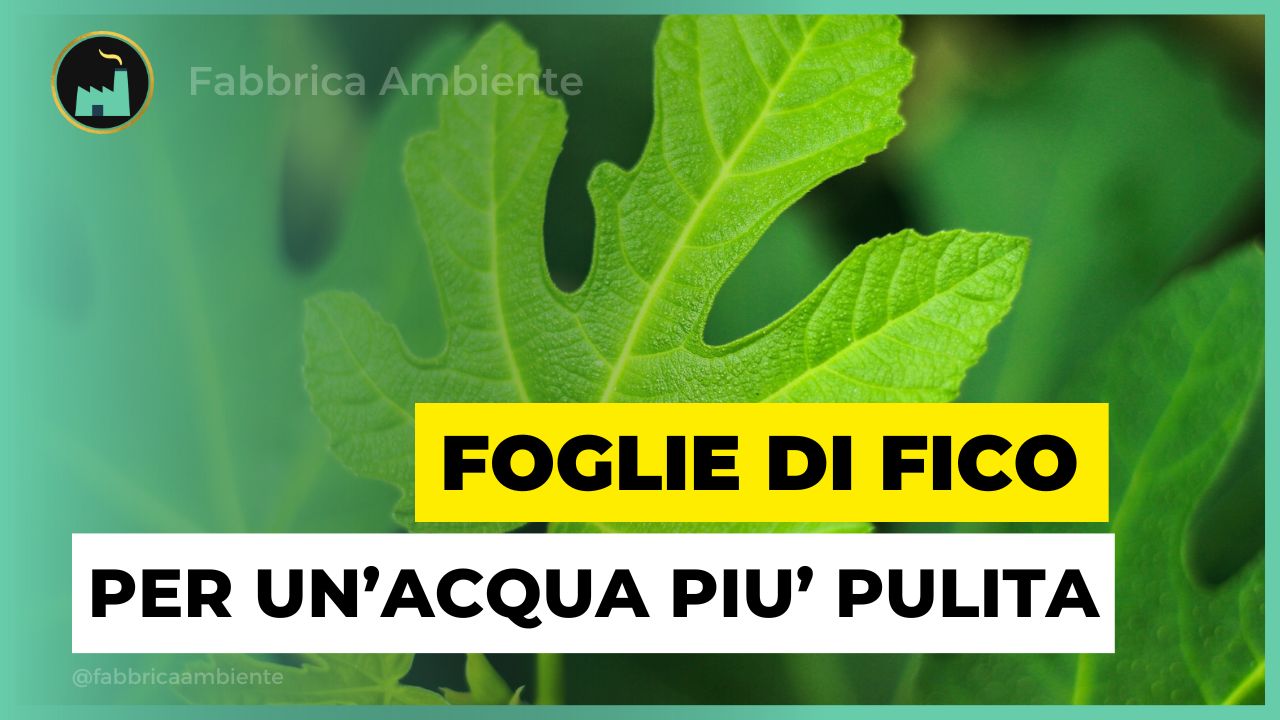 Foglie di fico per un'acqua più pulita