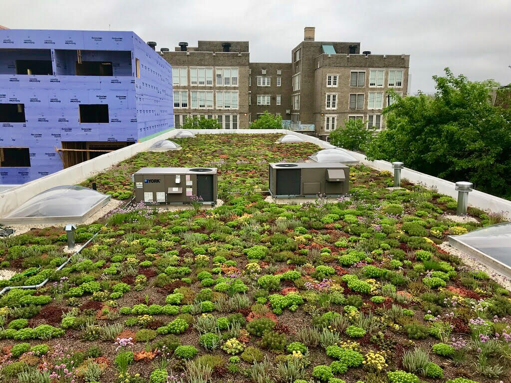 Esempio di un tipico tetto verde - immagine Philadelphia Green Roof LLC