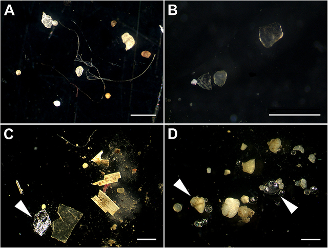 Alcune tipologie di altre microplastiche - immagine Wikipedia