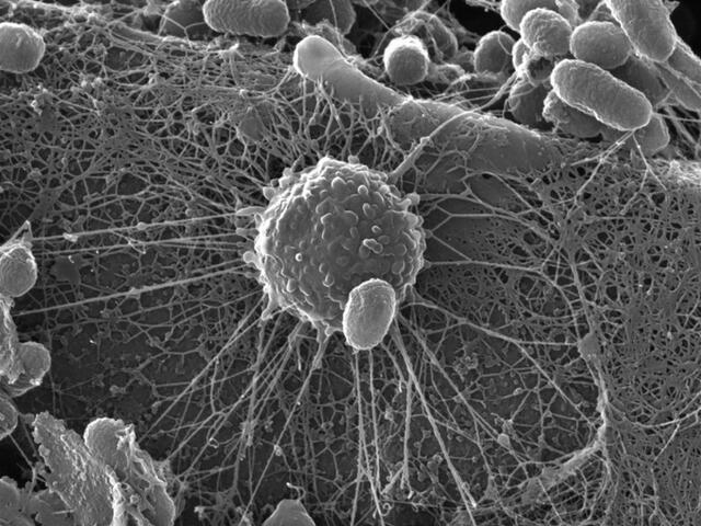 Alcuni batteri del suolo osservati al microscopio elettronico - immagine Pacific Nortwest National Laboratory