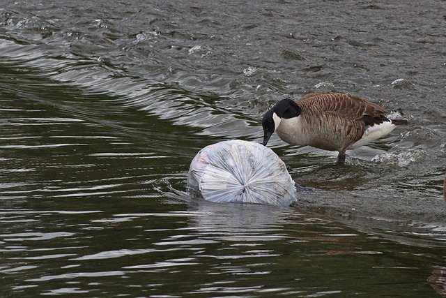 Anche le microplastiche hanno caratteristiche diverse in relazione alal'assorbimento degli antibiotici in acqua - immagine GWizUK @Pixabay