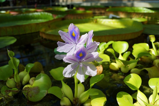Ancora una volta le piante acquatiche possono fare un ottimo lavoro per l'ambiente - immagine Krakowianin @Pixabay