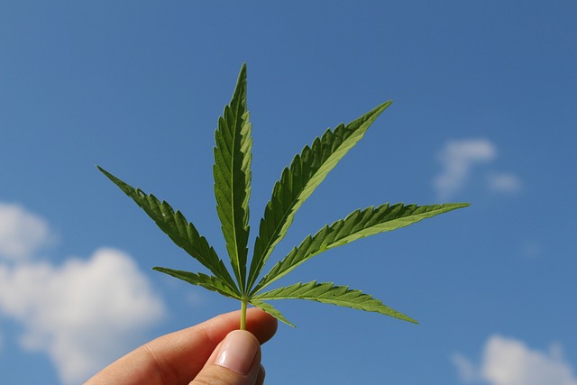 Coltivare la Cannabis sativa per proteggere le coltivazioni dal Cadmio - immagine TinaKru @Pixabay