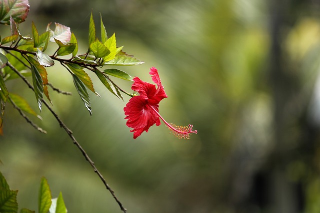 Ibisco rosa un grande aiuto per l'ambiente - immagine nadhukumar @Pixabay