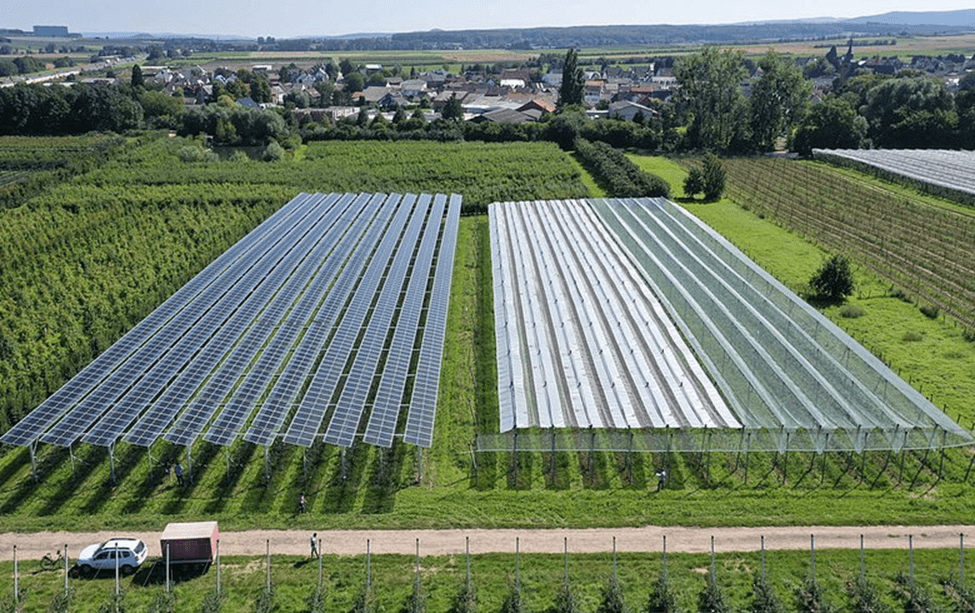 Il Biochar per un agrivoltaico più produttivo e persino protettivo della biodiversitàd el suolo - immagine New Vistas