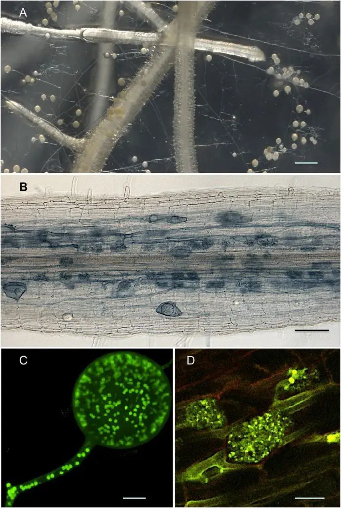 Il Rhizophagus irregularis al microscopio - immagine Emilie Tisserant