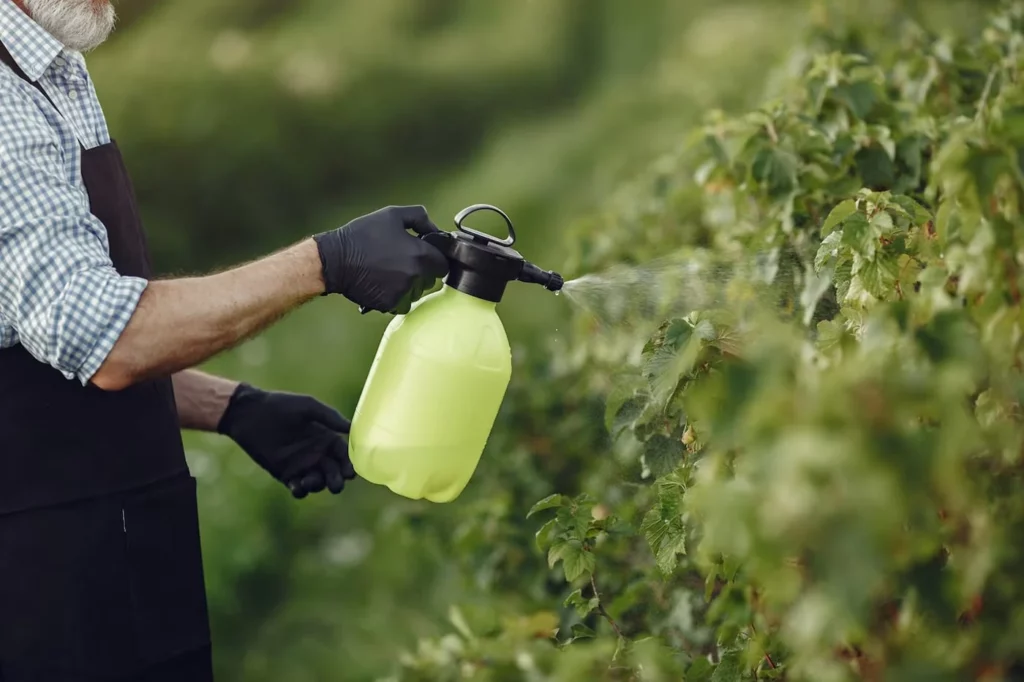 Il nano-Biochar è applicato sulle foglie della pianta - immagine Eco Gardener