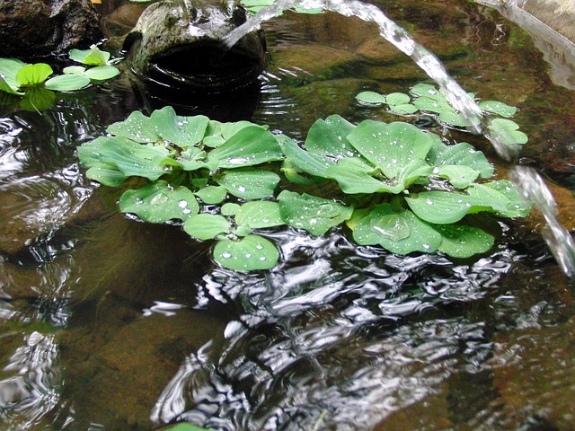 La Lattuga d'acqua (Pistia stratiotes) è un ottimo assorbente per alcuni inquinanti tipici delle acque - immagine zoosnow @Pixabay
