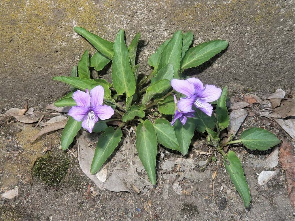 La Viola philippica un'altra pianta floreale di grande utilità per il contrasto all'erosione del suolo - immagine Wikimedia Commons