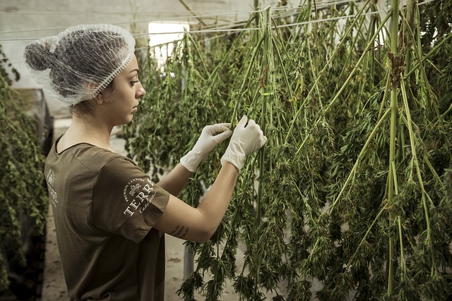 La canapa industriale può essere usata per scopi ambientali sorprendenti - immagine Terre di Cannabis @Pixabay